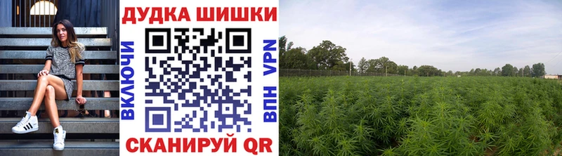 kraken сайт  где купить наркоту  Тутаев  Бошки марихуана SATIVA & INDICA 